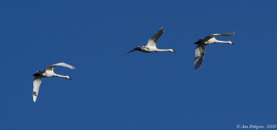 Tundra Swans