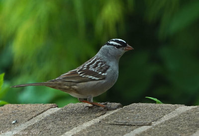 White-crowned Sparrow