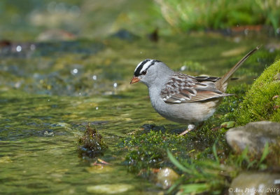 White-crowned Sparrow