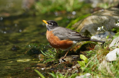 American Robin 