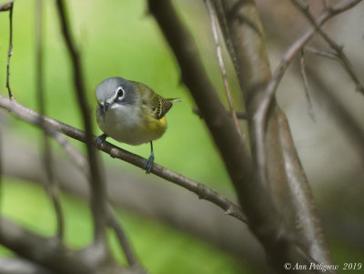 Blue-headed Vireo