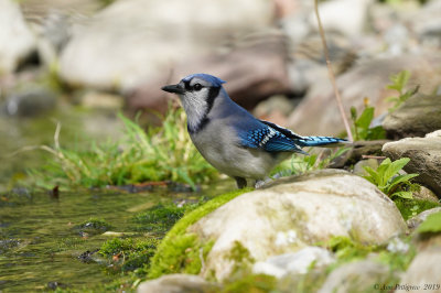 Blue Jay