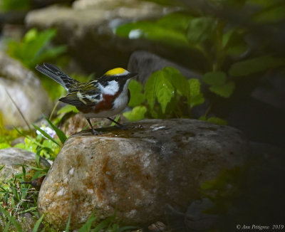 Chestnut-sided Warbler