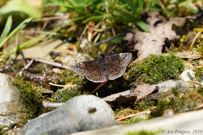 Duskywing sp.