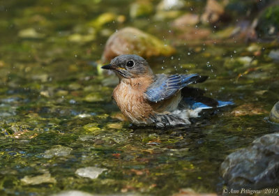 Eastern Bluebird - Female