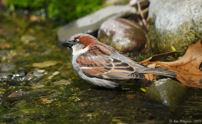 House Sparrow - Male