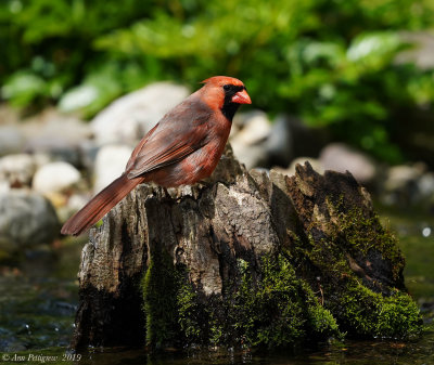 Northern Cardinal