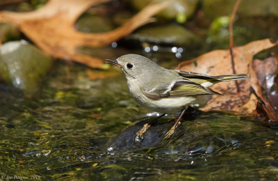 Ruby-crowned Kinglet