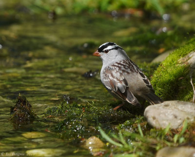 White-crowned Sparrow