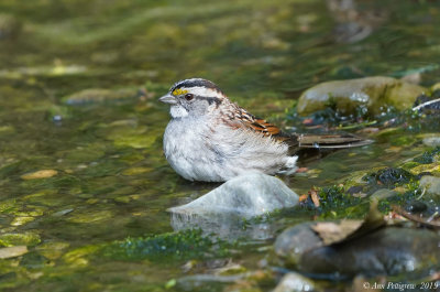 White-throated Sparrow