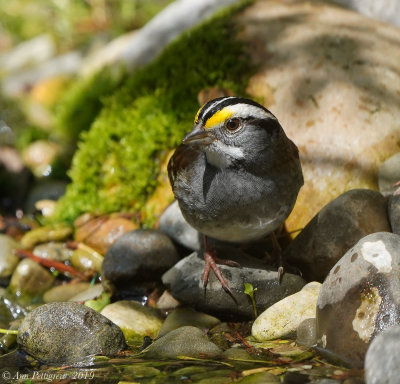 White-throated Sparrow