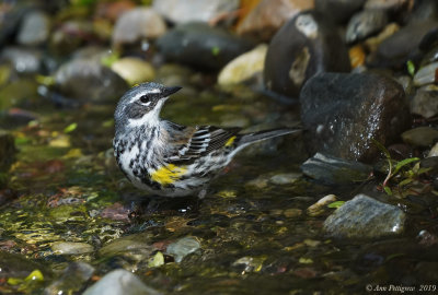 Yellow-rumped Warbler