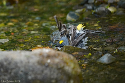 Yellow-rumped Warbler