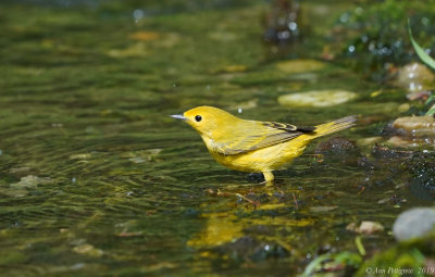 Yellow Warbler