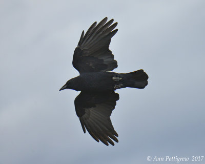 American Crow