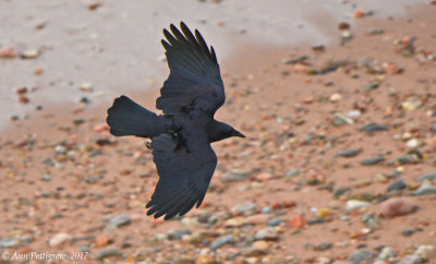 American Crow