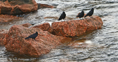 American Crows