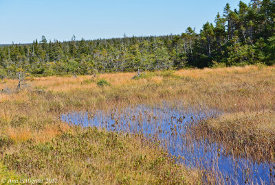 Bog Trail