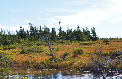 Bog Trail