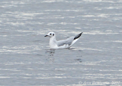 Bonapartes Gull