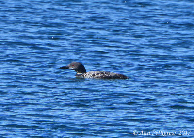 Common Loon