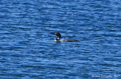 Common Loon