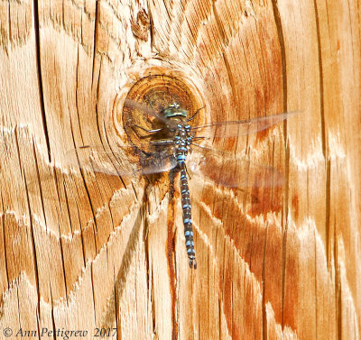 Darner sp.