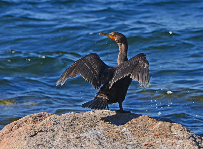 Double-crested Cormorants