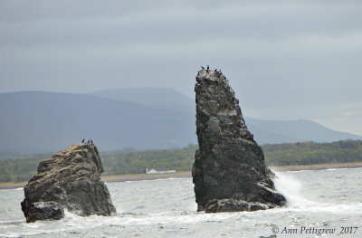 Double-crested Cormorants