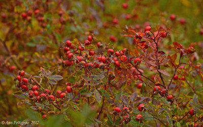Fall in Nova Scotia