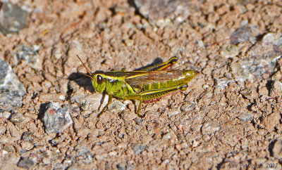 Grasshopper