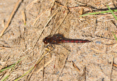 Meadowhawk