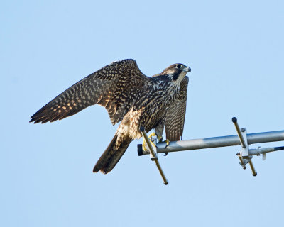 Peregrine Falcon