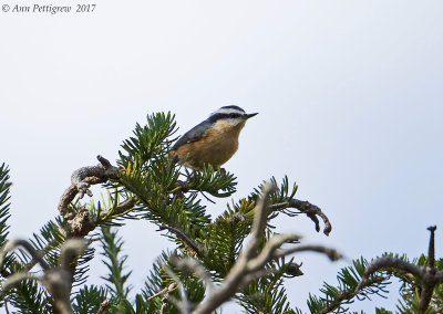 Red-breasted Nuthatch