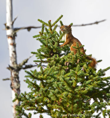American Red Squirrel