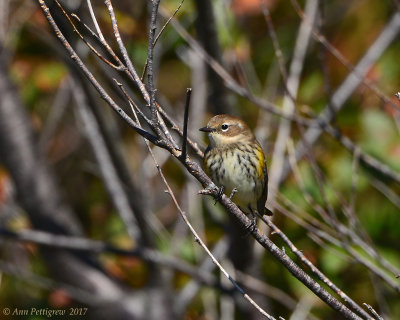 Yellow-rumped Warbler