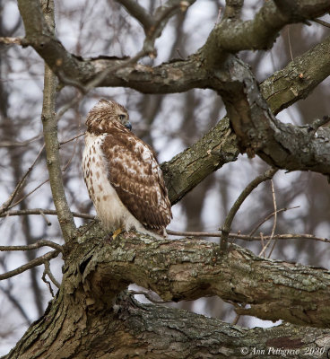 Red-tailed Hawk