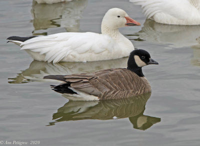 Cackling Goose