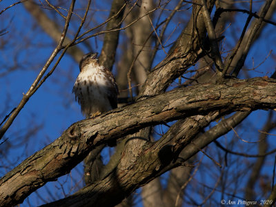 Red-tailed Hawk