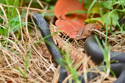 Black Rat Snake