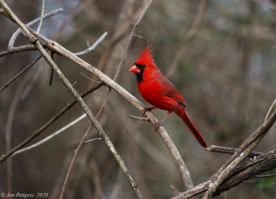 Northern Cardinal - Male