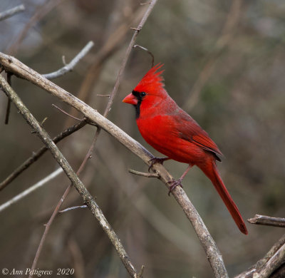 Northern Cardinal - Male