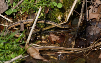 Eastern Garter Snakes