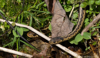 Eastern Garter Snakes