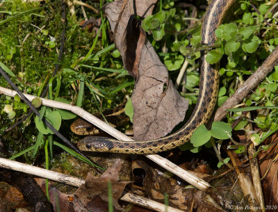 Eastern Garter Snakes