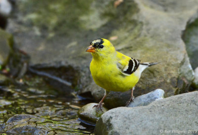 American Goldfinch