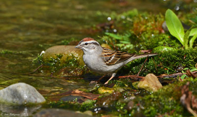 Chipping Sparrow