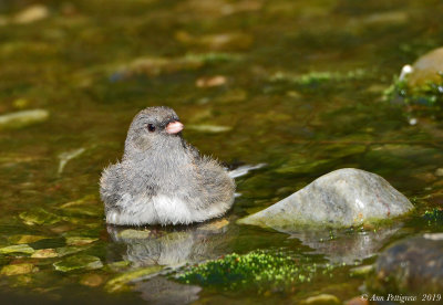 Dark-eyed Junco