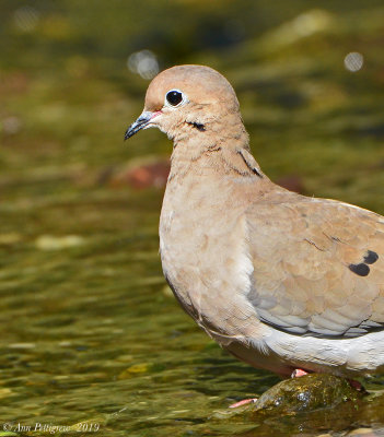 Mourning Dove