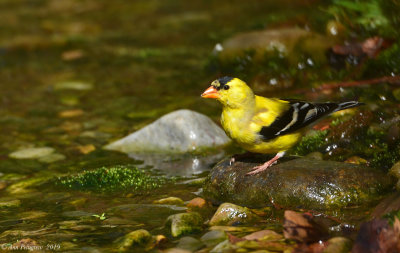 American Goldfinch